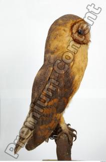 Barn owl - Tyto alba  0088